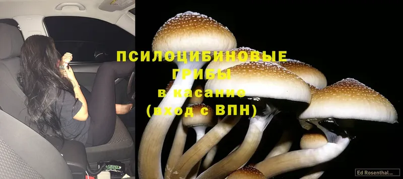 Псилоцибиновые грибы Psilocybine cubensis Махачкала